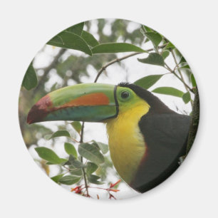 Toucan im Dschungel Magnet