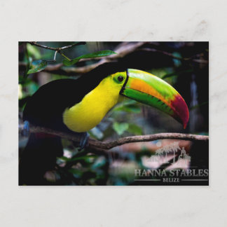 Toucan in Belize Postkarte