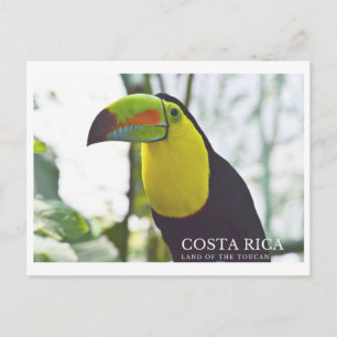 Toucan in Costa Rica Andenken Postkarte