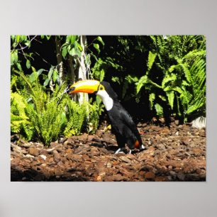 Toucan in Spanien Poster