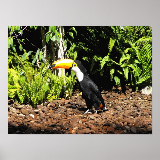 Toucan in Spanien Poster (Vorne)