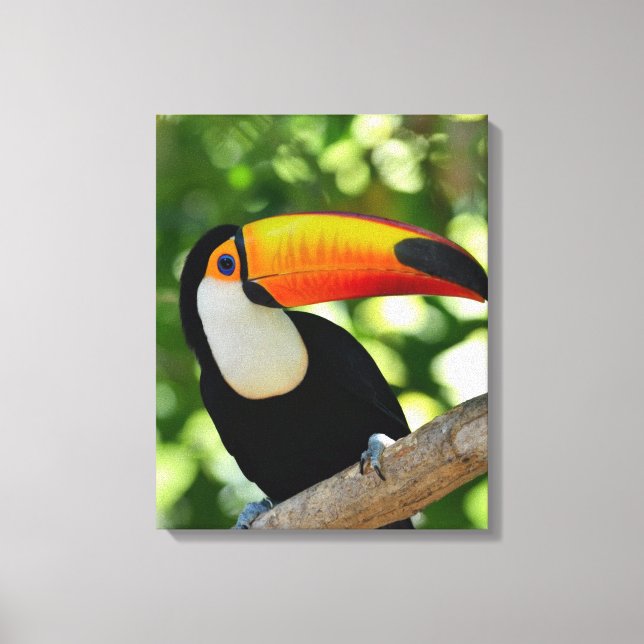 Toucan Leinwanddruck (Vorderseite)