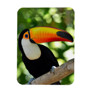 Toucan Magnet