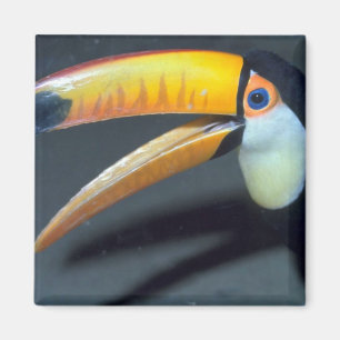 Toucan Magnet