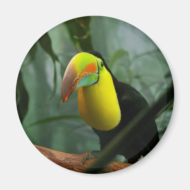 Toucan Magnet (Vorne)