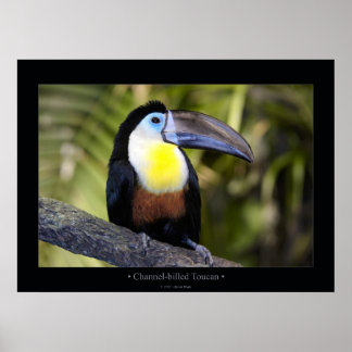 Toucan mit Kanälen Poster