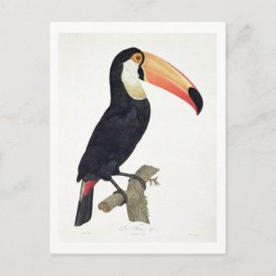 Toucan No.2, aus "History of the Birds of Paradis Postkarte