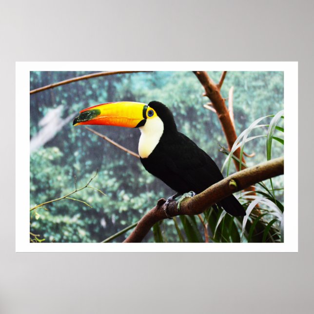 Toucan Poster (Vorne)