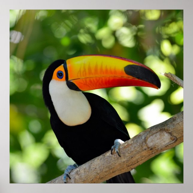 Toucan Poster (Vorne)