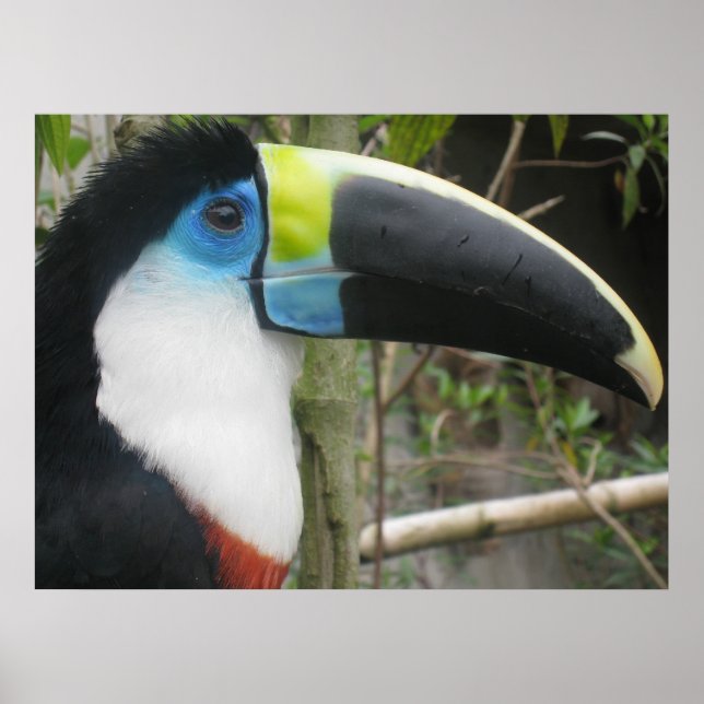 Toucan Poster (Vorne)