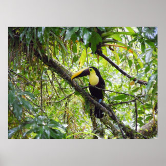 Toucan Poster
