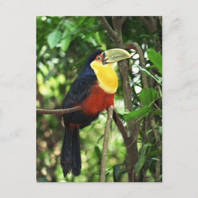 Toucan Postkarte (Vorderseite)
