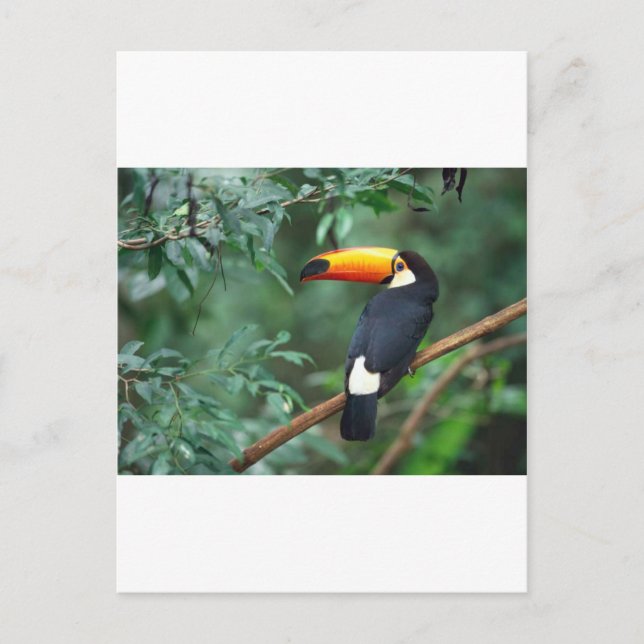 Toucan Postkarte (Vorderseite)
