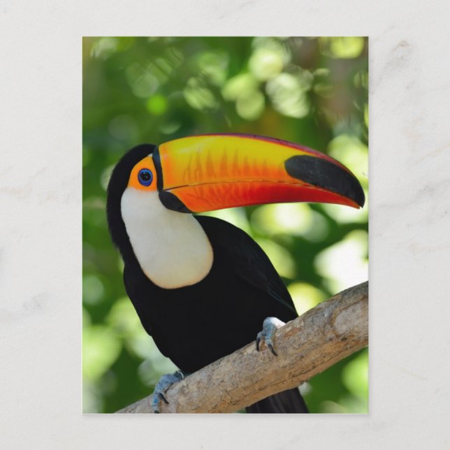 Toucan Postkarte (Vorderseite)