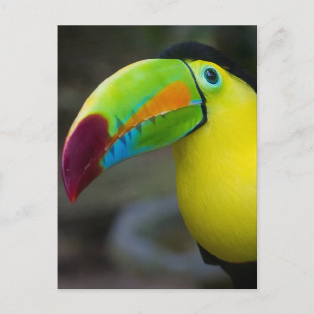 Toucan Postkarte (Vorderseite)