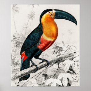 Toucan Ramphastos Illustration Vintage Kunst Print Poster