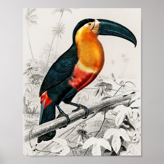 Toucan Ramphastos Illustration Vintage Kunst Print Poster (Vorne)