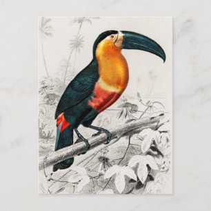 Toucan Ramphastos Illustration Vintage Kunstdruckk Postkarte