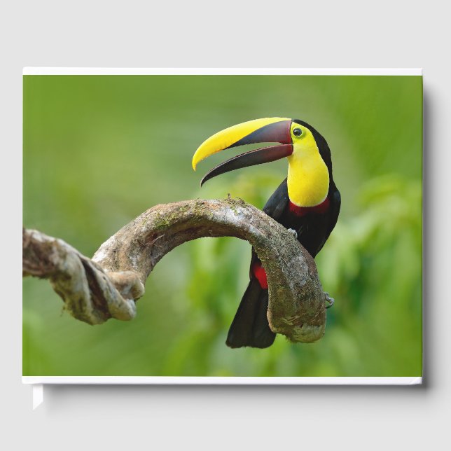 Toucan sitzt auf dem Ast im Wald Gästebuch (Vorderseite)