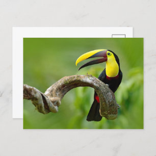 Toucan sitzt auf dem Ast im Wald Postkarte