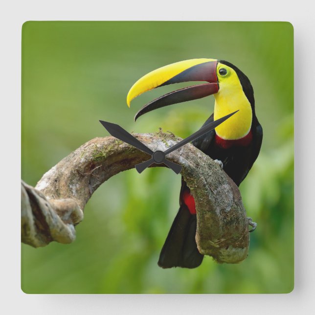 Toucan sitzt auf dem Ast im Wald Quadratische Wanduhr (Vorderseite)