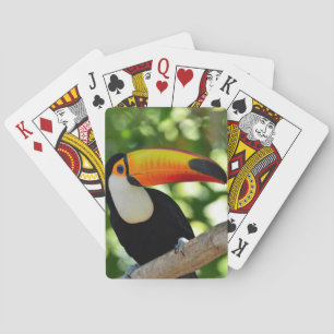 Toucan Spielkarten