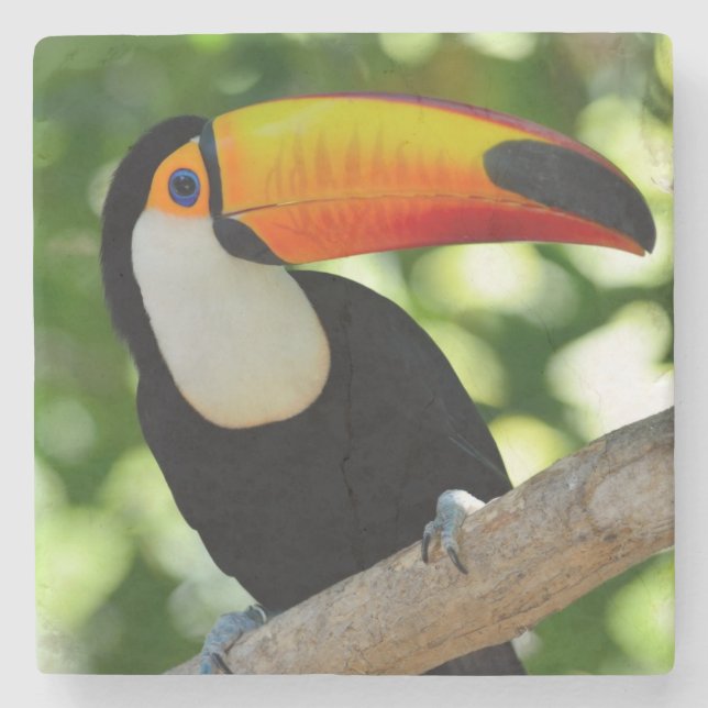 Toucan Steinuntersetzer (Vorderseite)