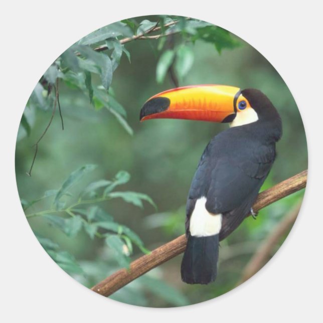 Toucan Sticker (Vorderseite)