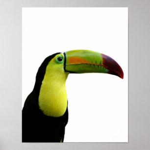 Toucan Tier exotic tropischen modernen Foto Poster