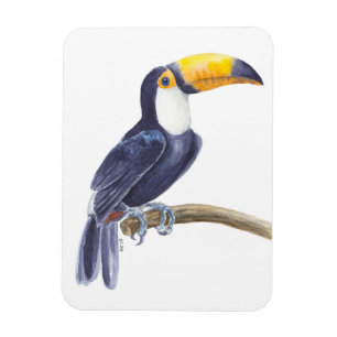 Toucan, tropischer Vogel Magnet