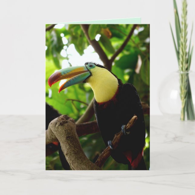 Toucan Vogel Grußkarte Feiertagskarte (Vorderseite)