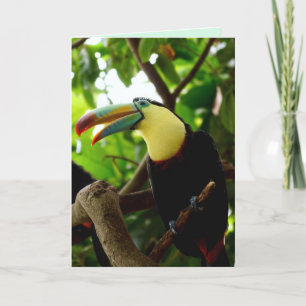 Toucan Vogel Grußkarte Feiertagskarte