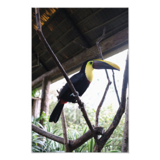 Toucan's Post Fotodruck