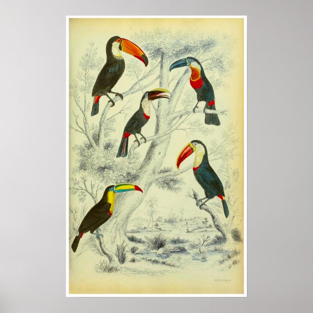 Toucans - Vintage Printmedien Poster (Vorne)