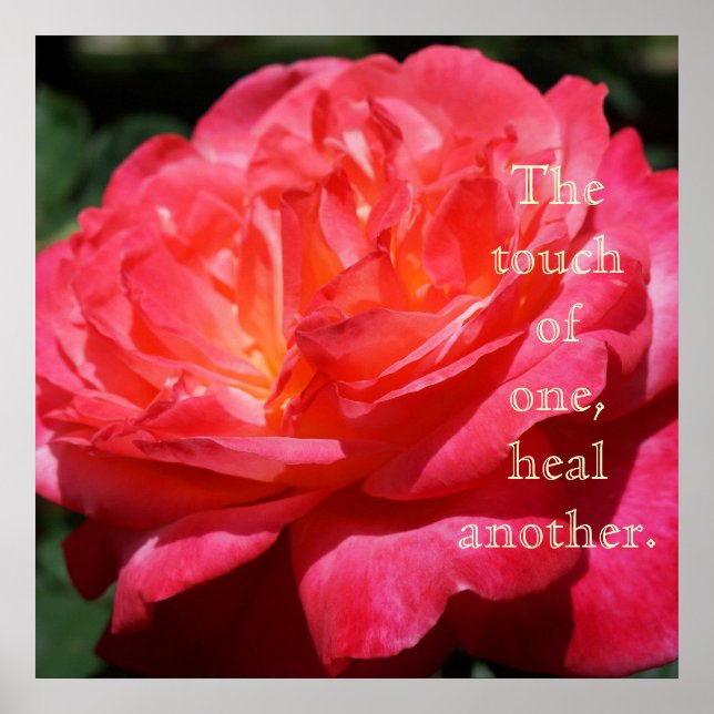 Touch einer heilt die andere Rose-Drucke Poster (Vorne)