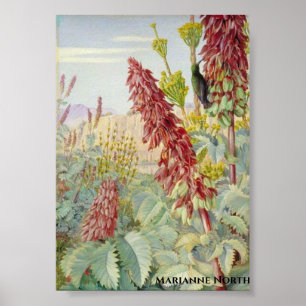 Touch Me Nicht Blume und Zuckervögel, Tulbagh  Poster