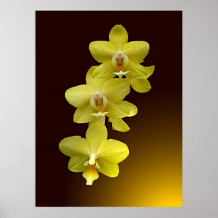 Touch Orientales Poster