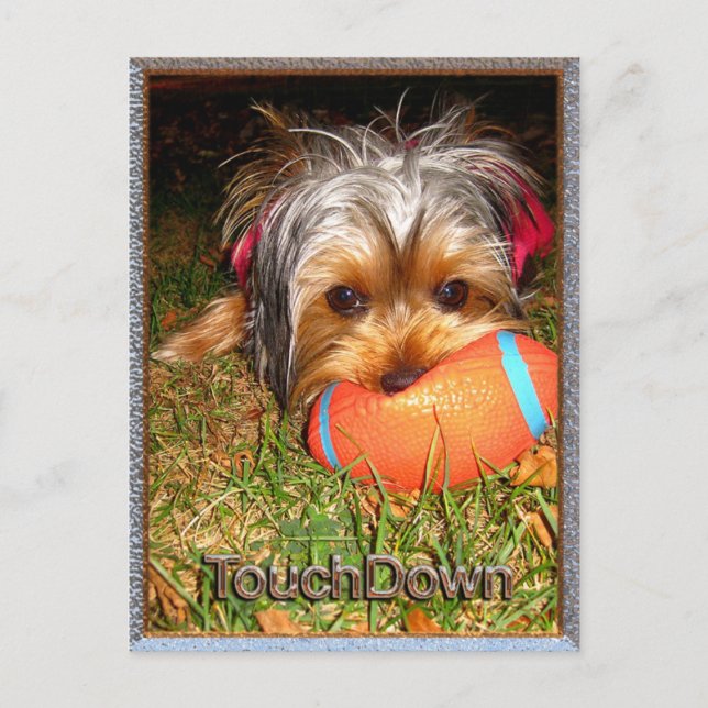 TouchDown Yorkie Postkarte (Vorderseite)