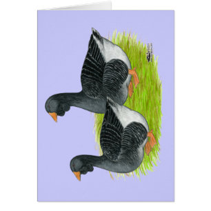 Toulouse Dewlap Geese