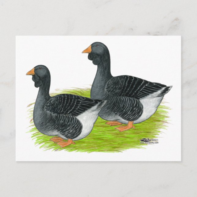 Toulouse Dewlap Geese Postkarte (Vorderseite)