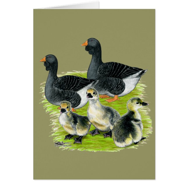 Toulouse Goose Family (Vorne)