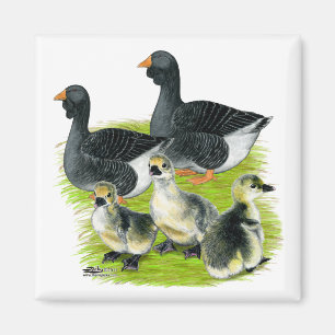 Toulouse Goose Family Magnet