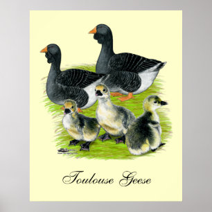 Toulouse Goose Family Poster