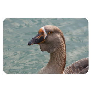 Toulouse Goose Magnet