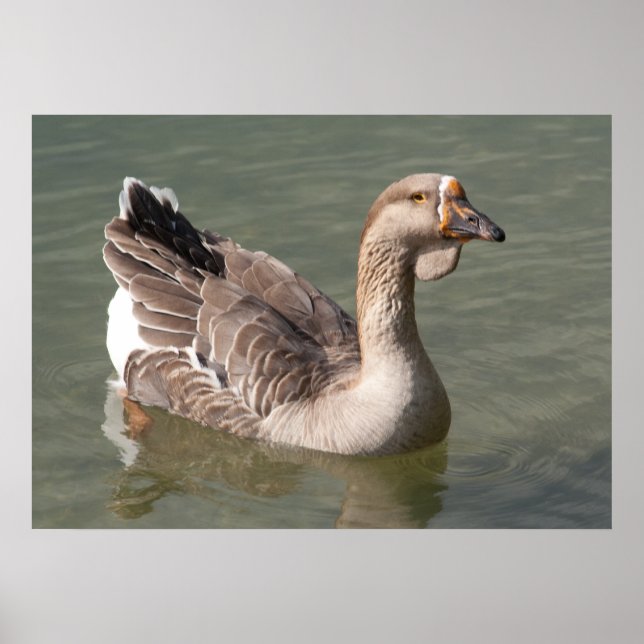 Toulouse Goose Poster (Vorne)