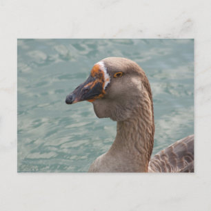 Toulouse Goose Postkarte