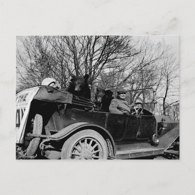 Tourenwagen der 1910er Jahre mit zwei Bären Auto V Postkarte (Vorderseite)