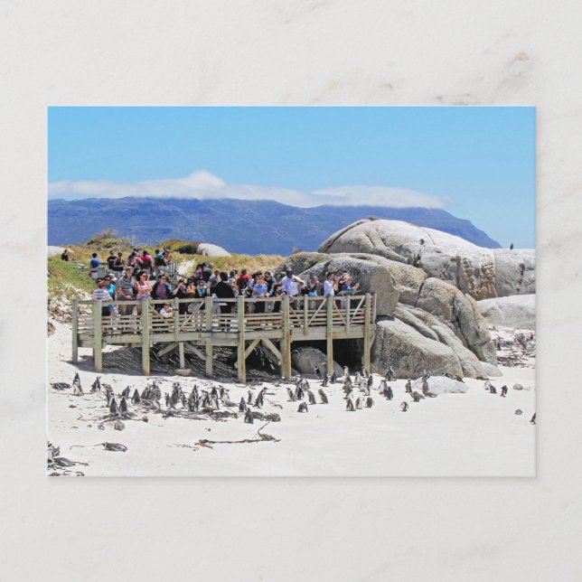 Touristen am Boulders Beach mit Blick auf Pinguine Postkarte (Vorderseite)