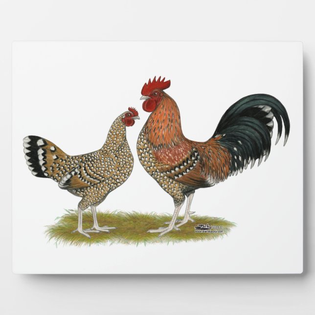 Tournaisis Bantams Fotoplatte (Vorderseite)