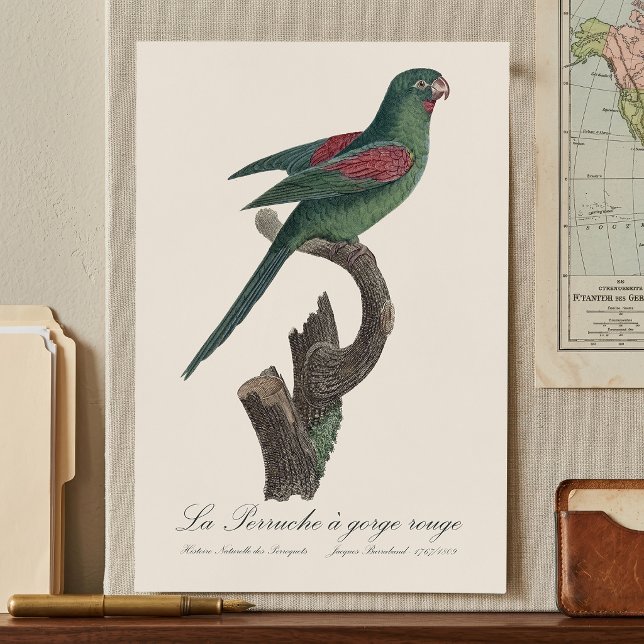 Tovi-Sittich, Brotogeris jugularis Poster (Orange-Chinned Parakeet, Brotogeris jugularis. Poster)